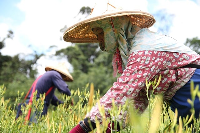 Farmer in a field